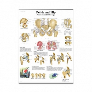 3B Pelvic and Hip Charts | Medline Industries, Inc.