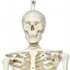 American 3B Scientific Skeleton Models | Medline
