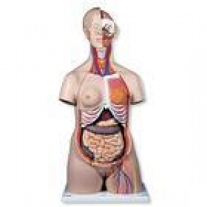 3B Scientific Deluxe Dual Sex Torso | Medline