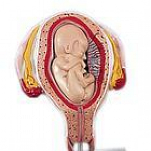 4th Month Fetus - Transverse Lie by American 3B Scientific | Medline ...