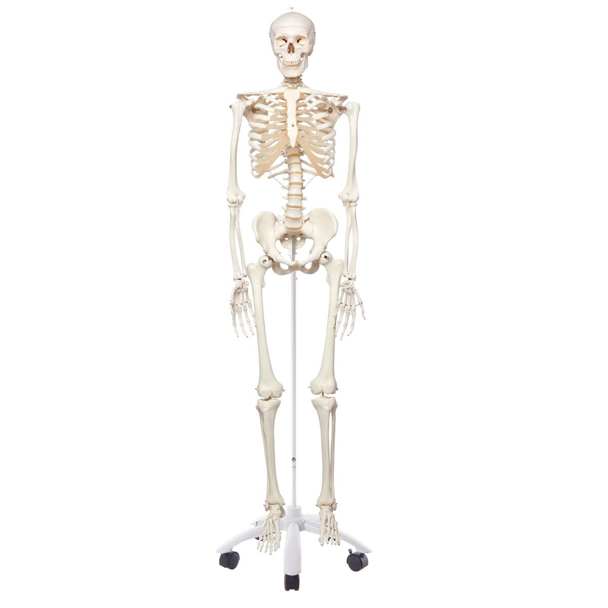 加雄　‼️ American 3B Scientific Skeleton Models | Medline