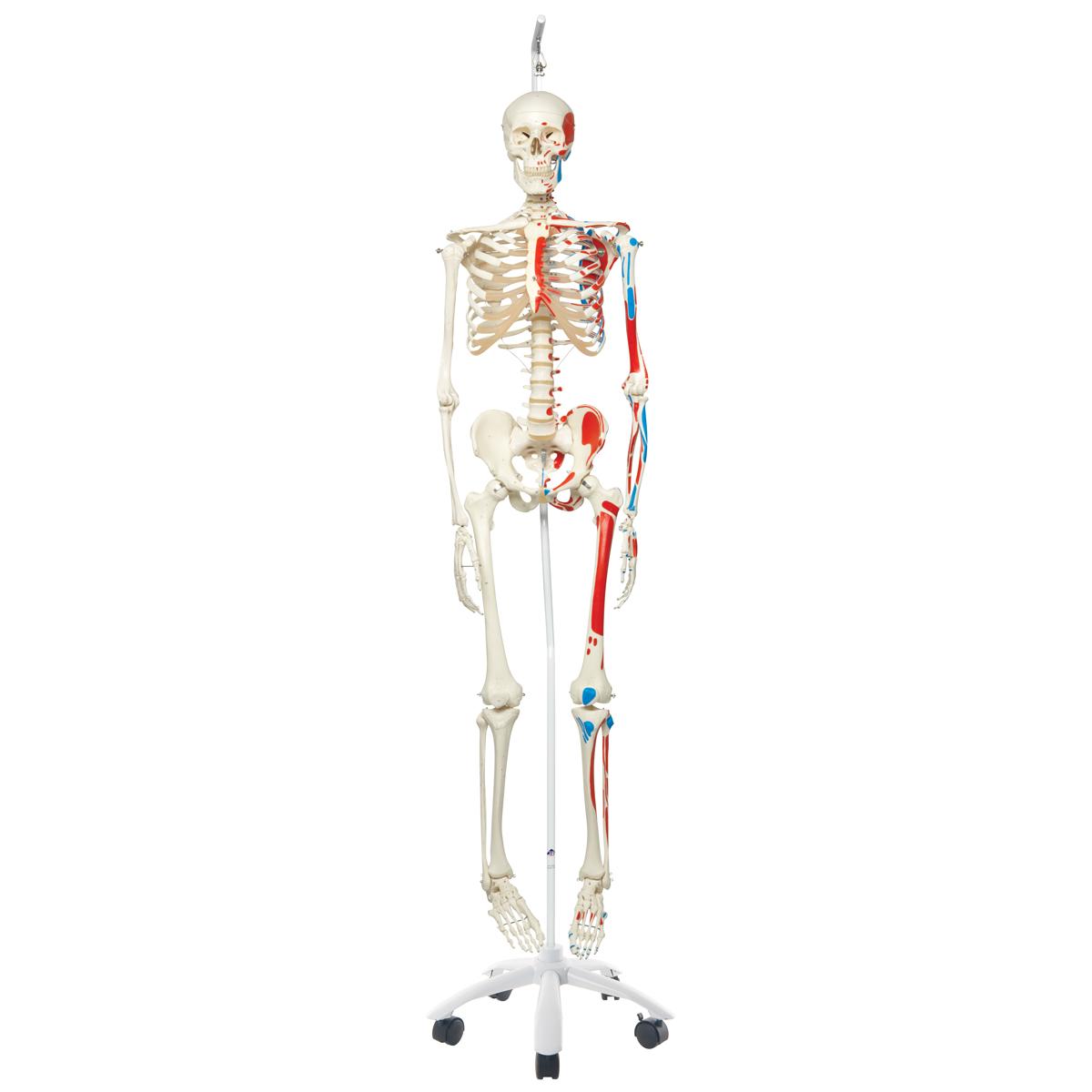 American 3B Scientific Skeleton Models | Medline