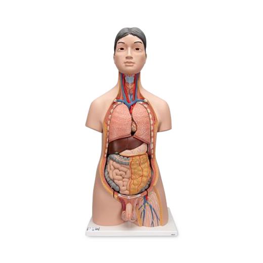 3B Scientific Deluxe Dual Sex Torso | Medline
