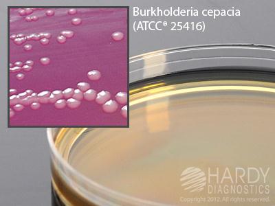 Hardy Diagnostics PC Agar | Medline