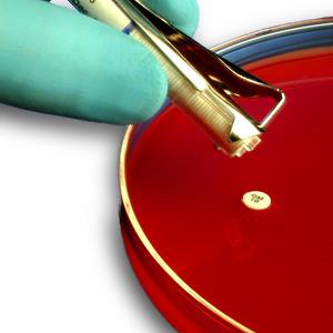 HardyDisk Azithromycin AZM-15 Antimicrobial Susceptibility Testing ...