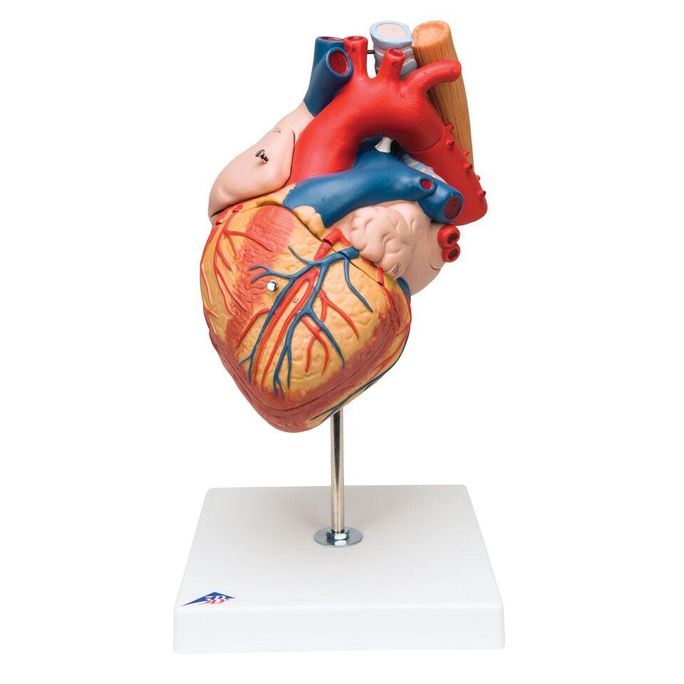 Shape Of Heart, Shape Of Human | Lessener
