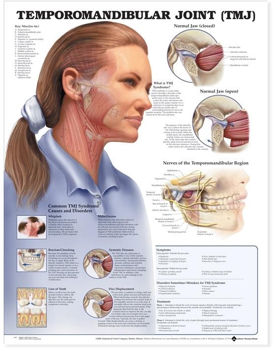 顎関節 機能解剖図譜（Temporomandibular joint）函付き 顎関節 機能解剖図譜 - クインテッセンス出版