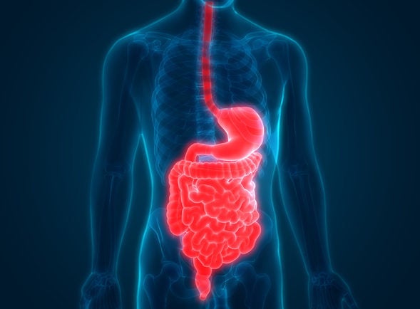 Human Digestive System Anatomy