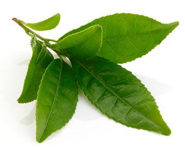Green tea leaf. Green tea leaf.